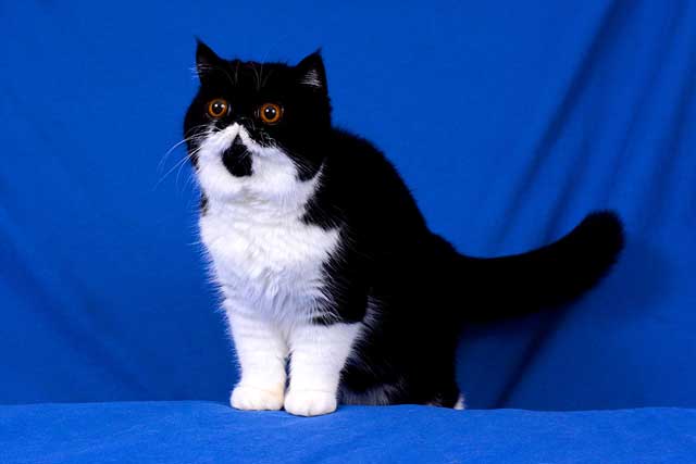 Exotic Shorthair Tuxedo