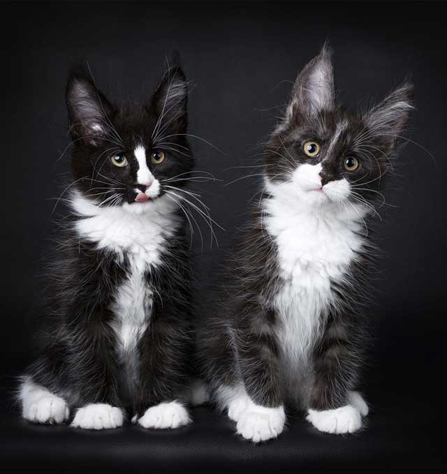 Maine Coon Tuxedo