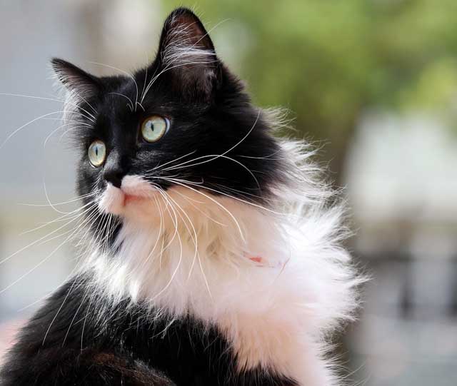 Norwegian Forest Cat Tuxedo