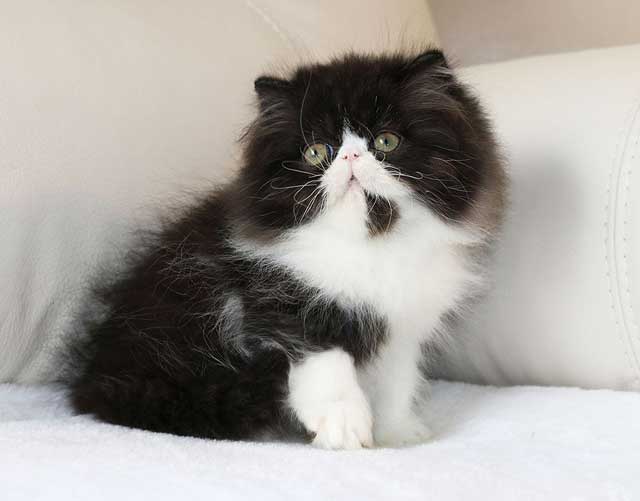 Persian Cat Tuxedo