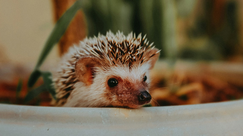 What is the Best Food for Hedgehogs?