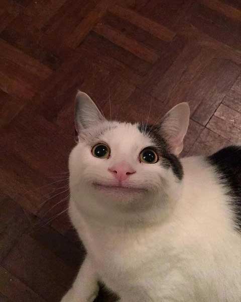 What Kind Of Cat Breed Is Beluga 