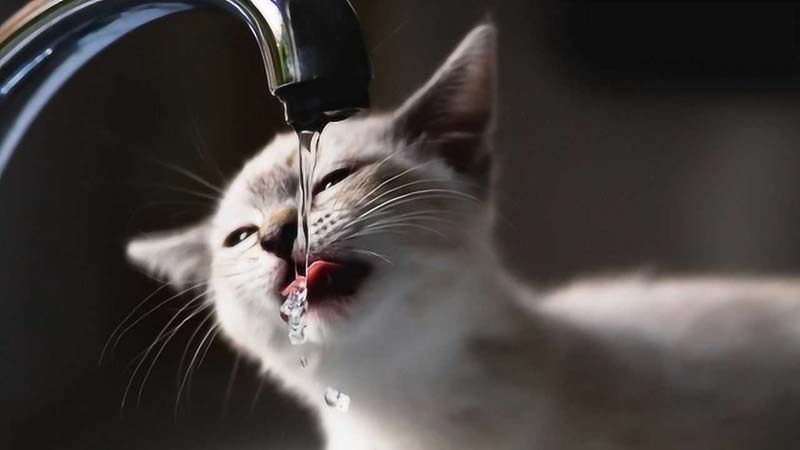 Why Do Cats Love Running Water?