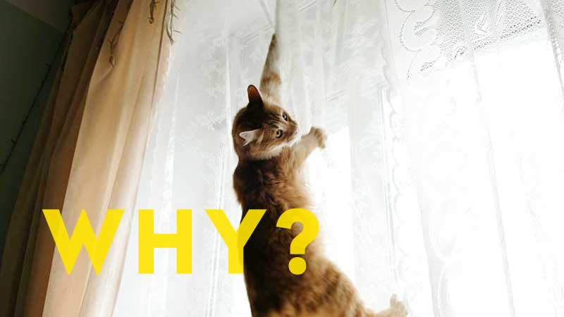 Why Do Cats Love To Climb Curtains?