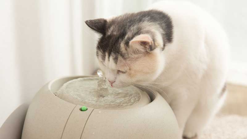 Why Don't Cats Like To Drink Water!