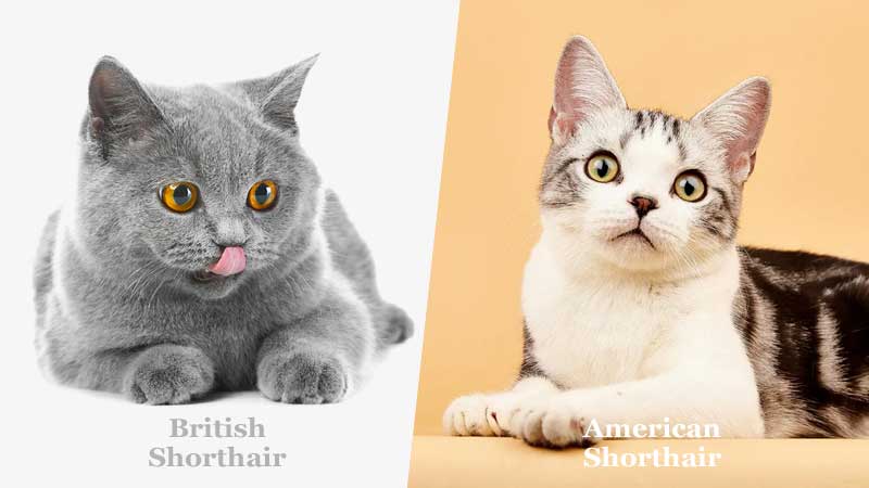 Why is British Shorthair More Popular than American Shorthair?