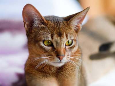 Abyssinian