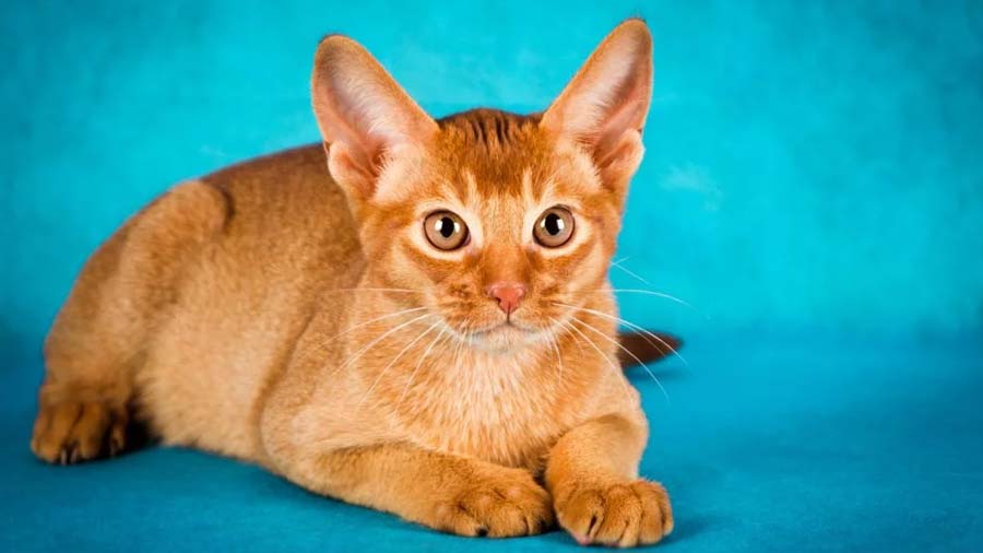 Abyssinian (Lying, Fawn)