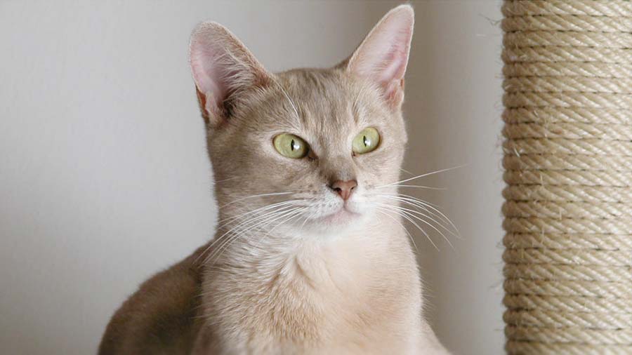 Abyssinian (Face, Cinnamon)