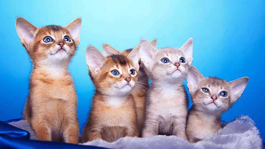 Abyssinian Kitten (Kittens, Sitting)