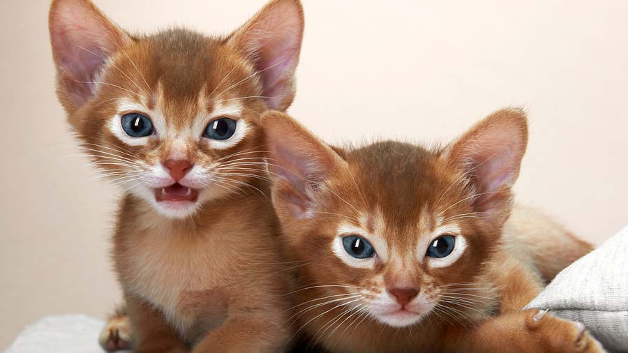 Abyssinian Kitten (Kittens, Chocolate)