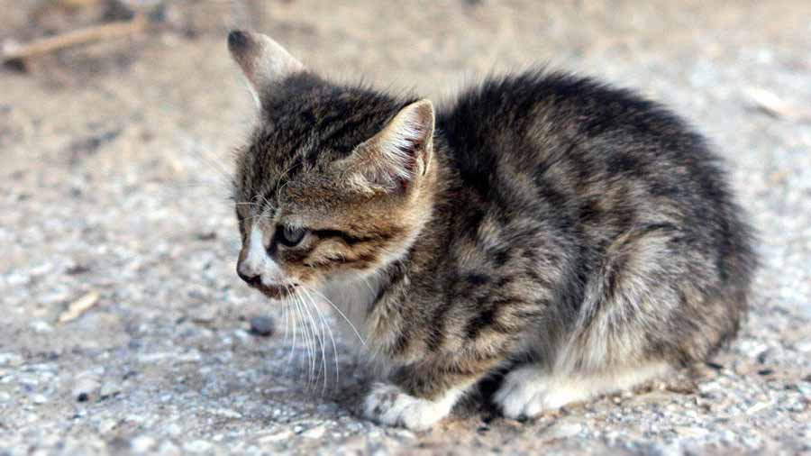 Aegean Kitten (Sitting, Side View)