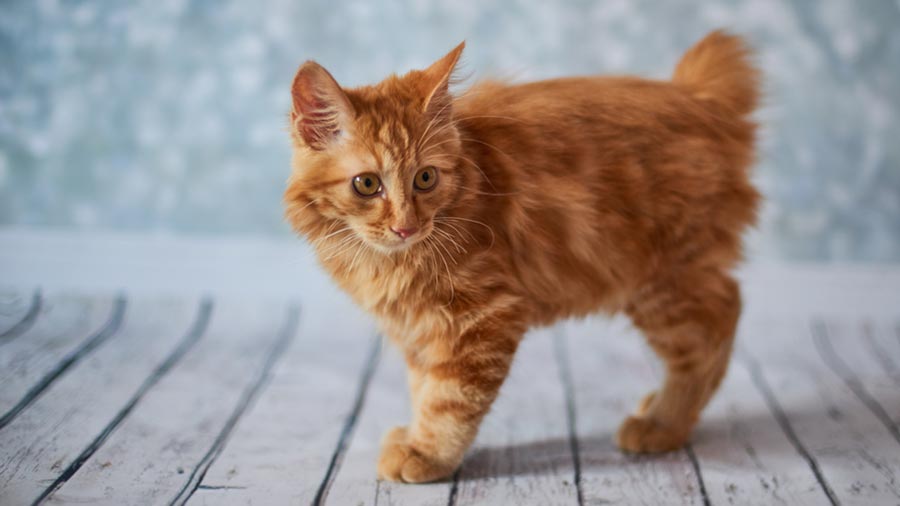 American Bobtail Kitten (Standing, Side View)