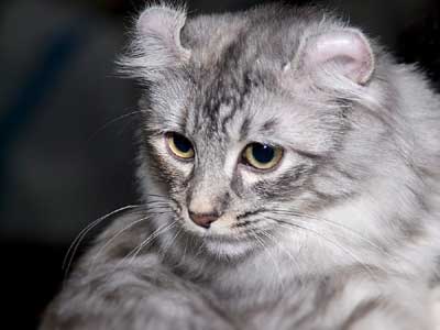 American Curl