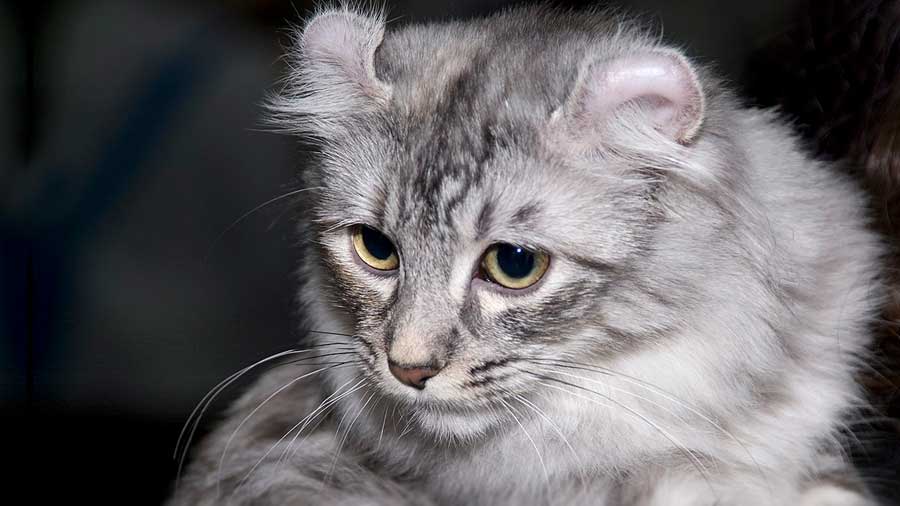 American Curl (Face, Muzzle)