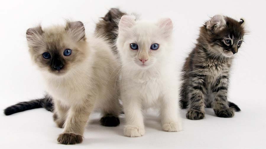 American Curl Kitten (Sitting, Face)