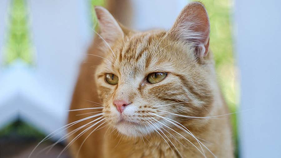 American Polydactyl (Face, Fawn)