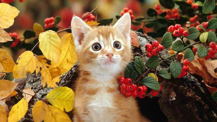 American Polydactyl Kitten (Face, Muzzle)