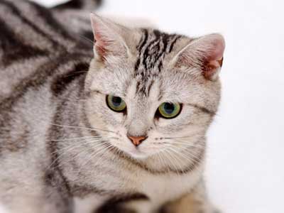 Shorthair Cat Breeds