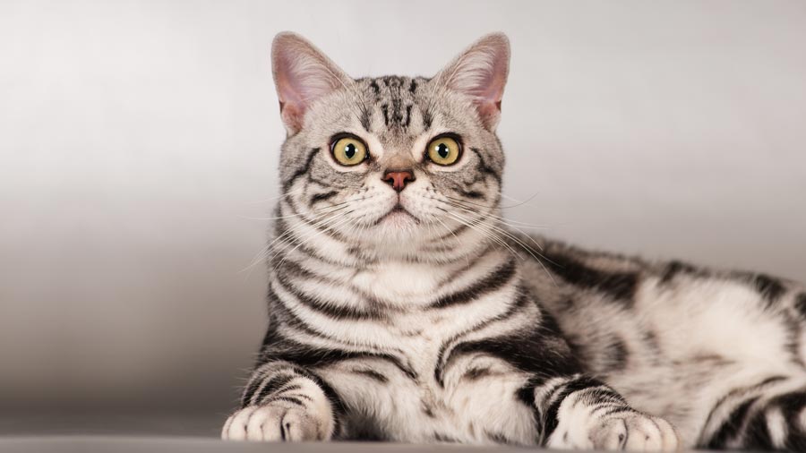 American Shorthair (Face, Black & White)