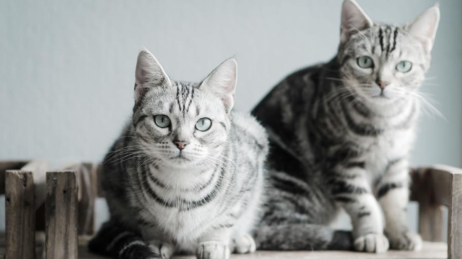 American Shorthair (Face, Muzzle)