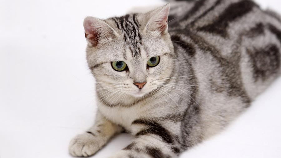 American Shorthair (Lying, Side View)