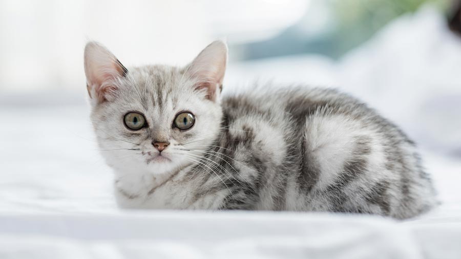 British Shorthair Kitten (Face, Muzzle)