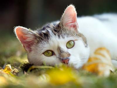 American Wirehair