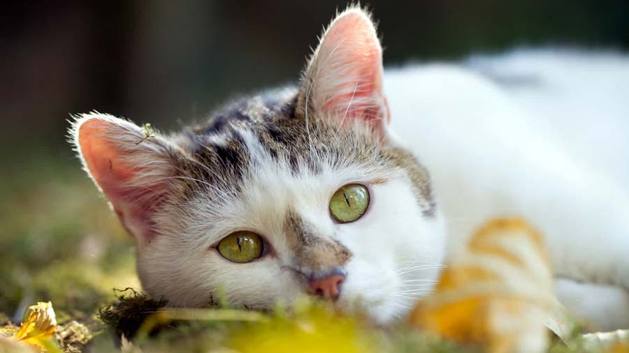 American Wirehair (Face, Muzzle)