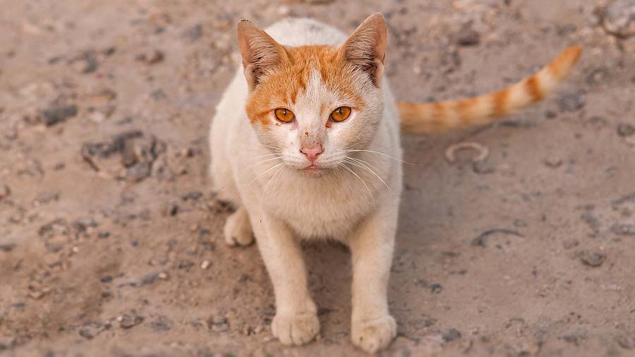 Arabian Mau (Face, Sitting)