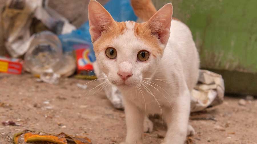 Arabian Mau Kitten (Face, Muzzle)