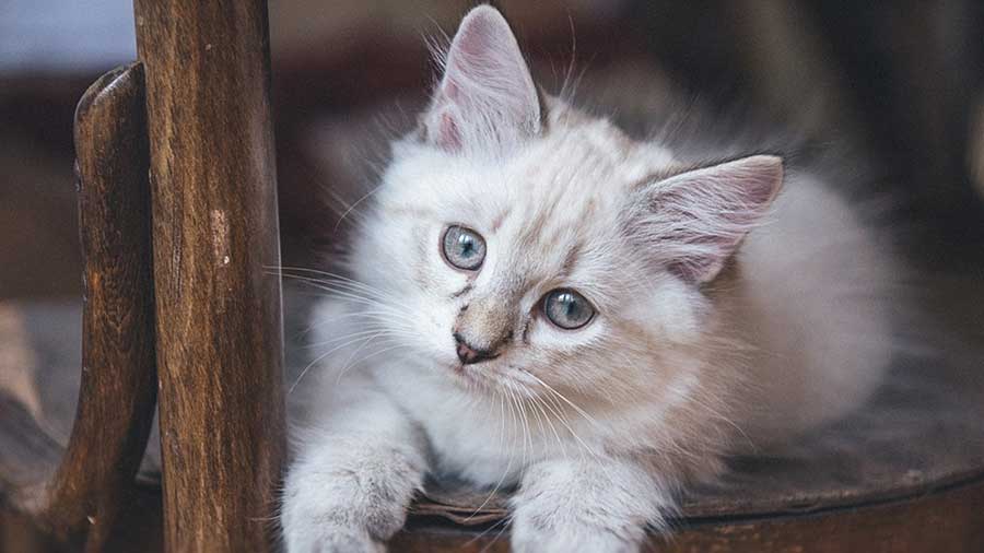 Asian Semi-longhair Kitten (Face, Lying)