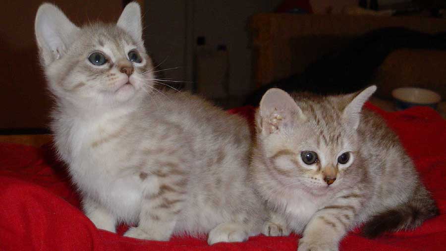 Australian Mist Kitten (Kittens, Side View)