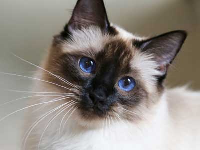 Balinese cat