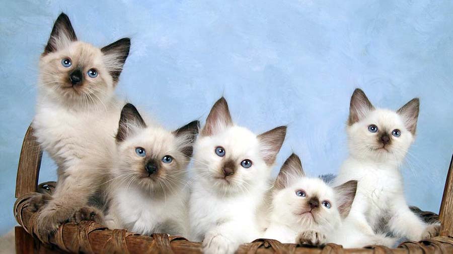Balinese Kitten (Kittens, Lilac)