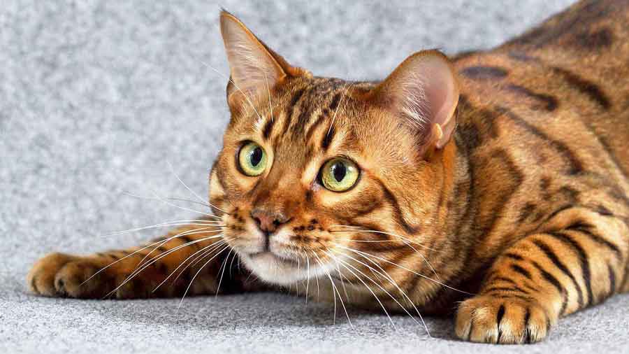 Bengal (Lying, Muzzle)