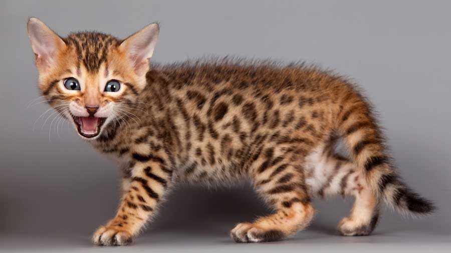 Bengal Kitten (Standing, Side View)