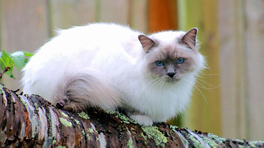 Birman (Lying, Side View)