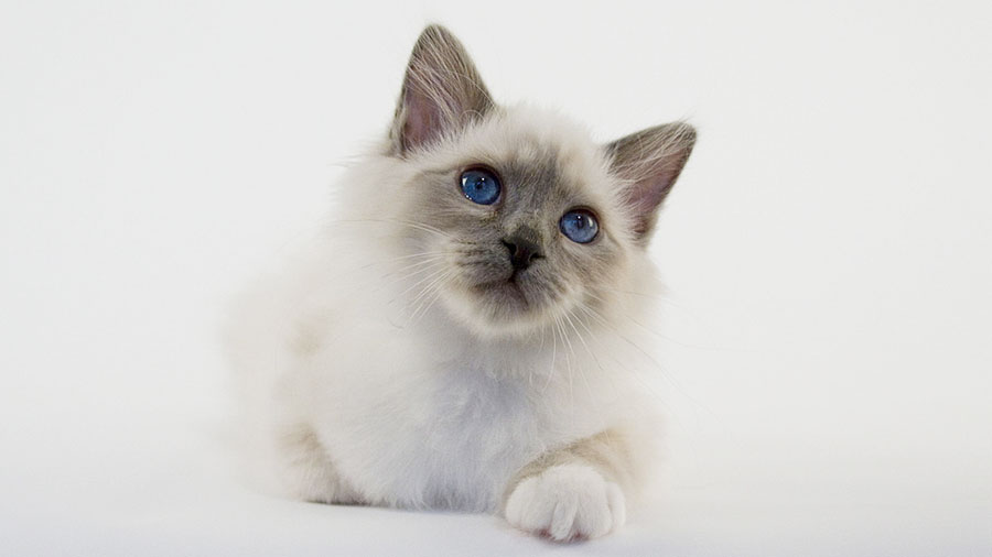 Birman (Lying, Face)