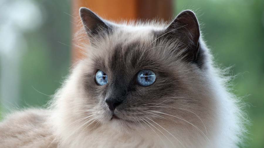 Birman (Face, Muzzle)