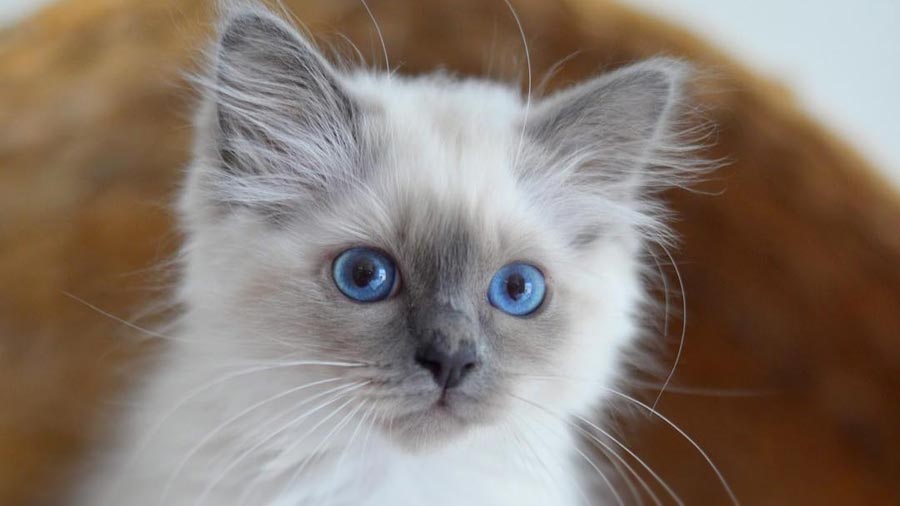 Birman Kitten (Face, Muzzle)