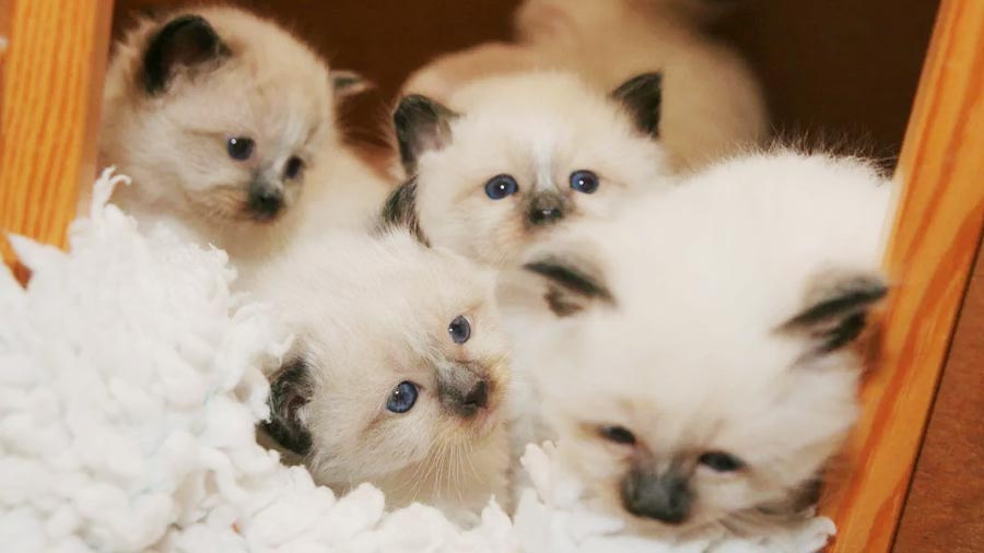 Birman Kitten (Kittens, Face)