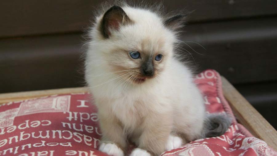 Birman Kitten (Sitting, Face)