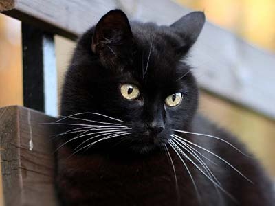 Bombay cat