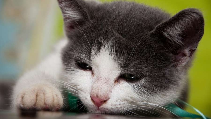 Brazilian Shorthair Kitten (Lying, Muzzle)