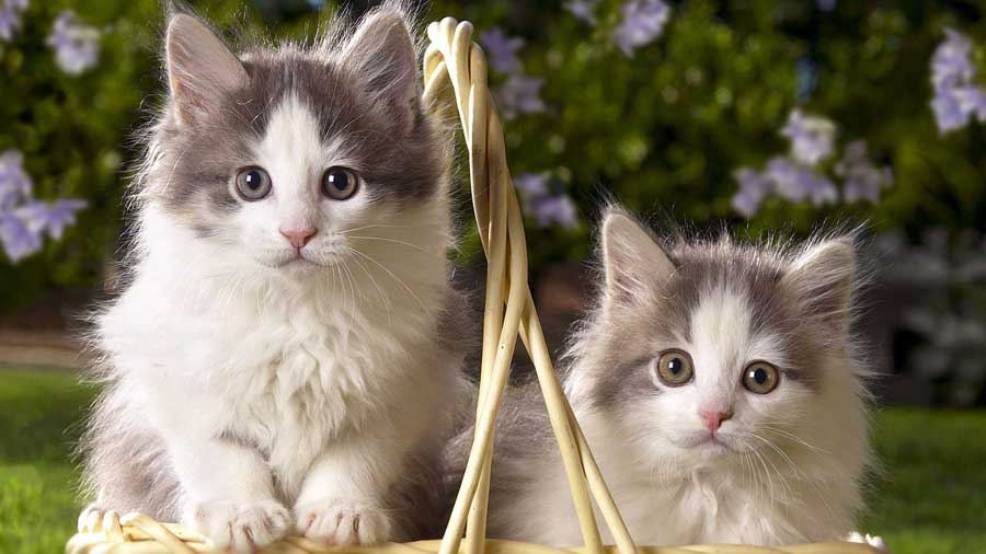 British Semi-longhair Kitten (Face, Muzzle)