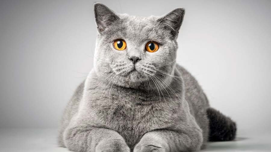 British Shorthair (Face, Lying)