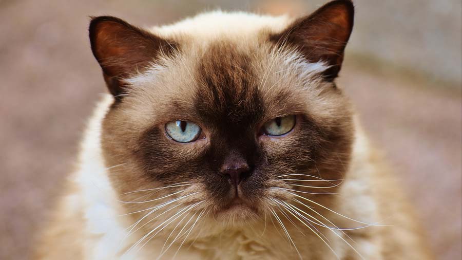 British Shorthair (Face, Muzzle)