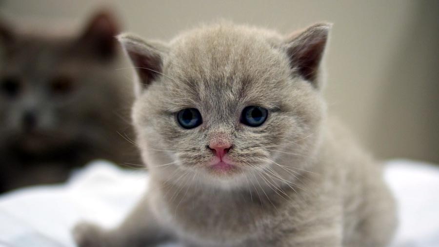 British Shorthair Kitten (Face, Muzzle)