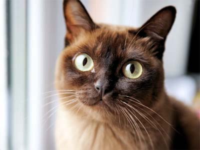 Burmese cat